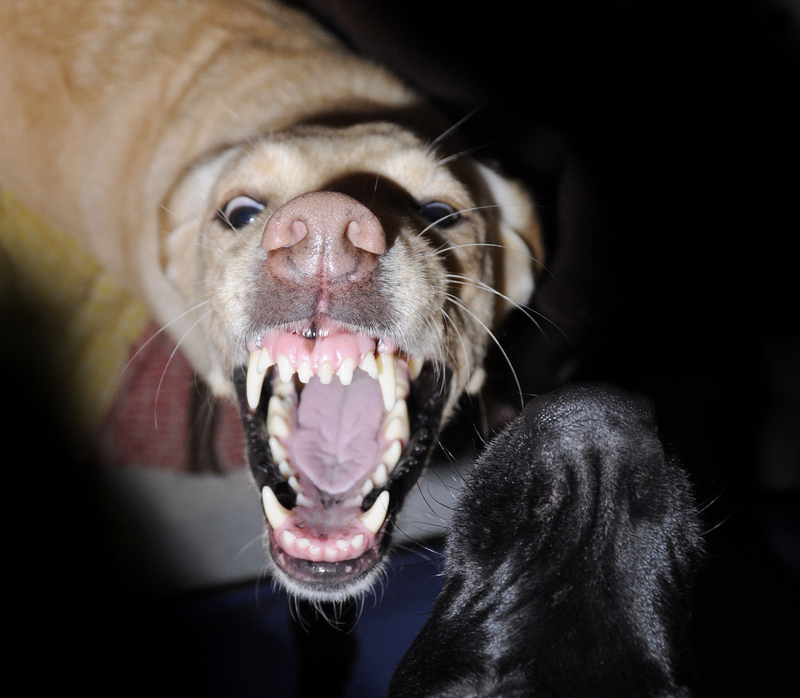 Illustration for article titled Una naturópata trata el mal comportamiento de un niño de cuatro años con una dosis de saliva de perro rabioso